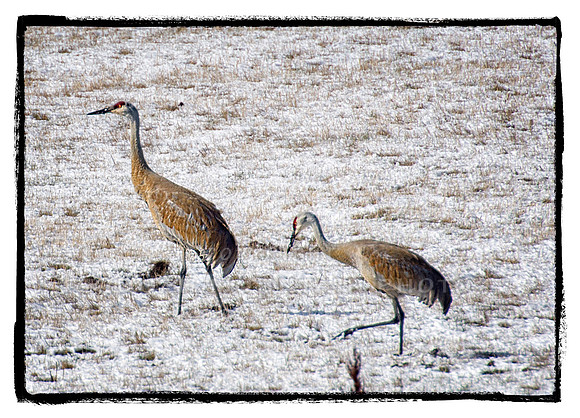 Sandhill Cranes in Snow