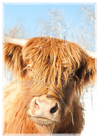 Scottish Highland Cow Face