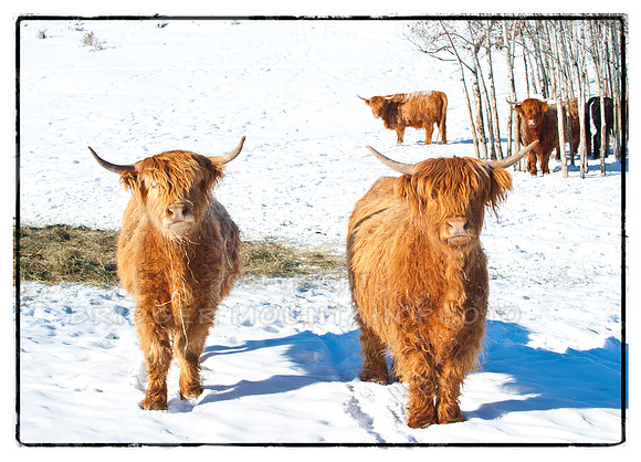 Scottish Highland Cows