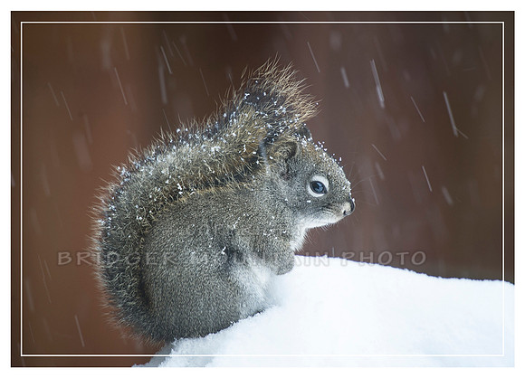 Snowy Pine Squirrel