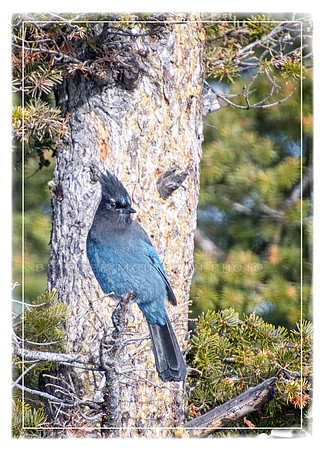Stellars Jay in Tree