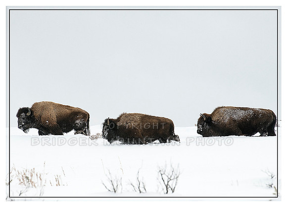 Three Bison in YNP