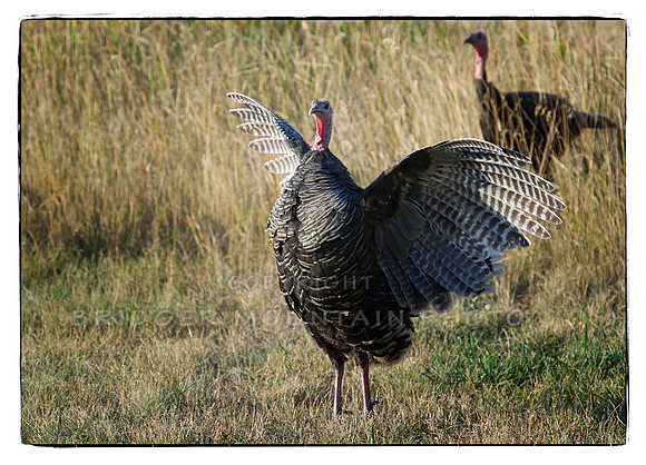 Turkey Time