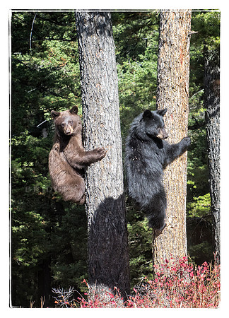 Twins in the Tree
