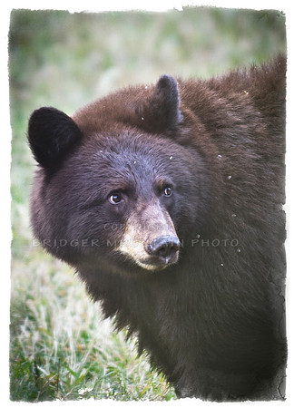 Ursus Arctos