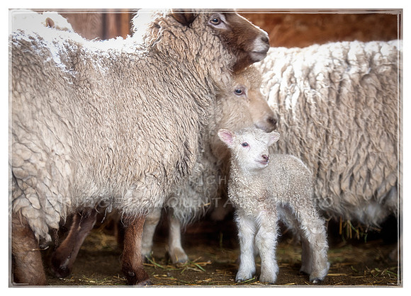 Waiting to be Sheared