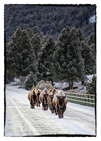 Walking the Line bison