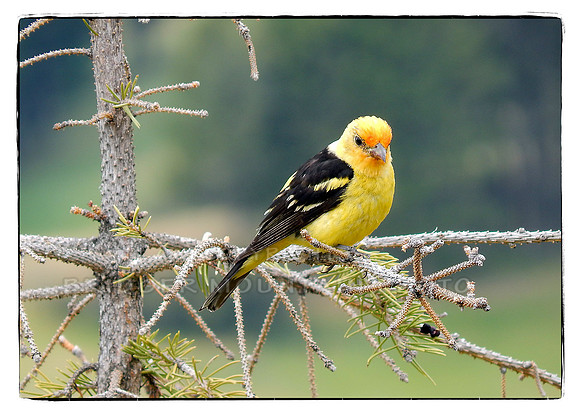 Western Tanager