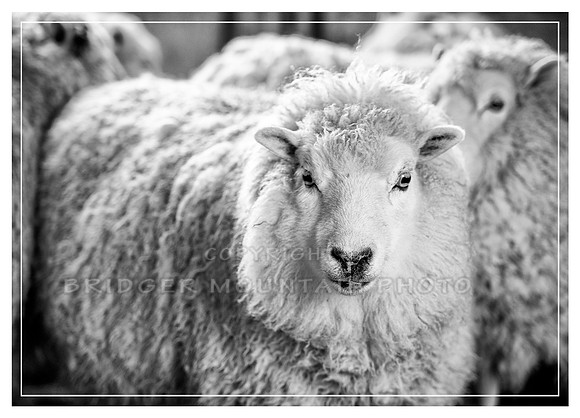 What do Ewe Want