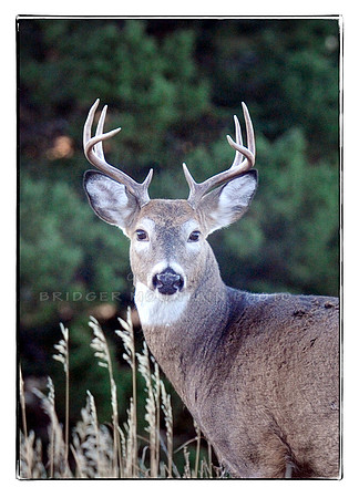 Whitetail Buck