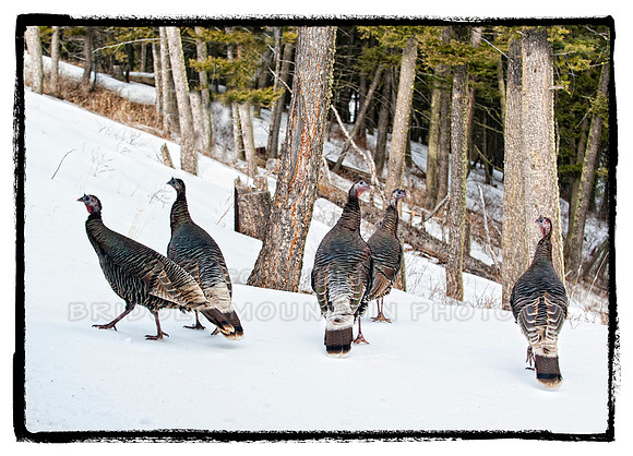 Wild Turkeys in Montana
