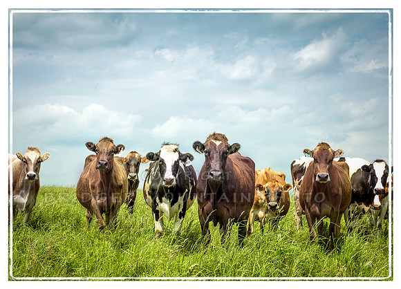 Wisconsin Cows