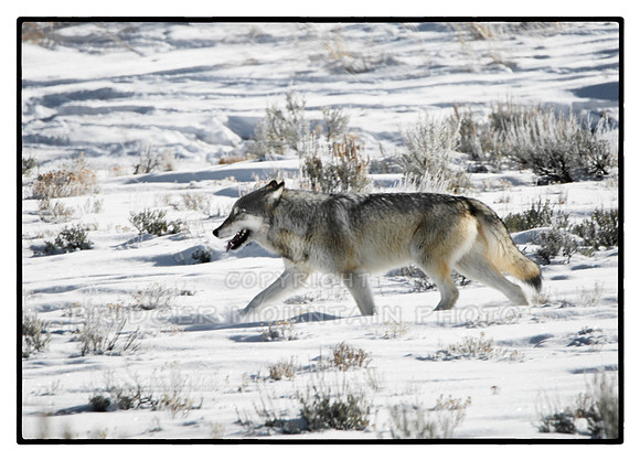 Wolf in YNP