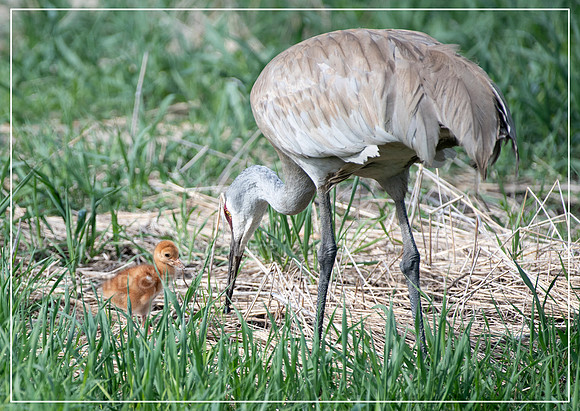 Sandhill Crane and Colt