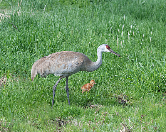 Sandhill Crane with colt-1