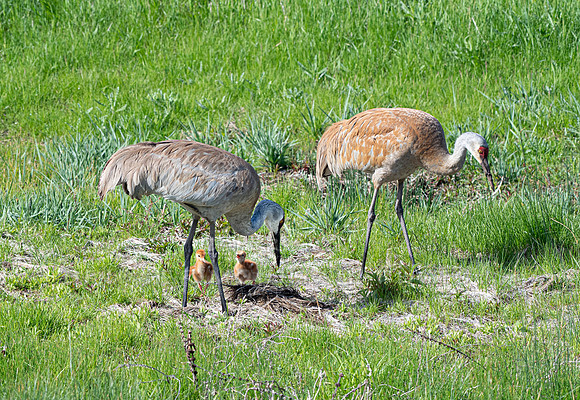 Sandhill Cranes with colts-1