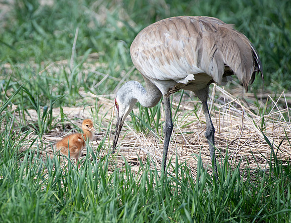 Sandhill Crane with colt-2