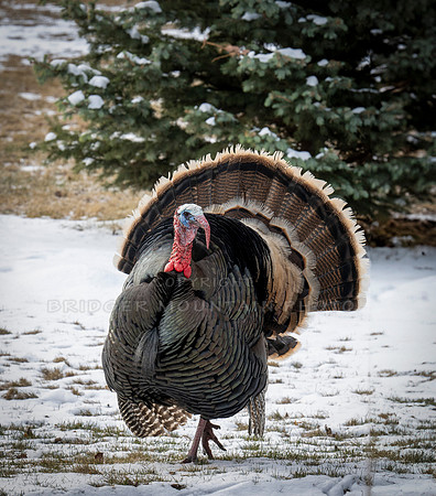 Tom Turkeys (2 of 6)