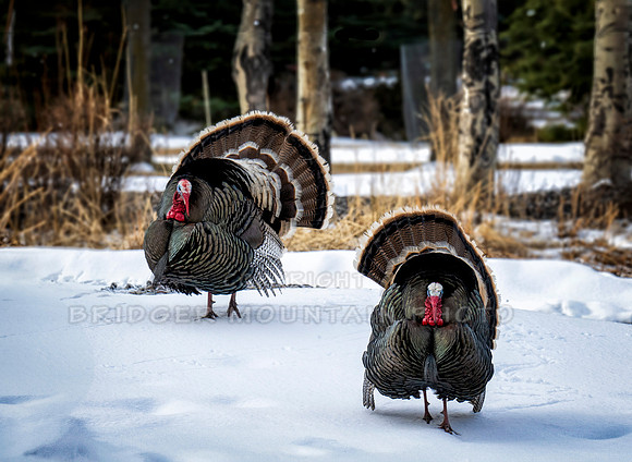 Tom Turkeys (6 of 6)