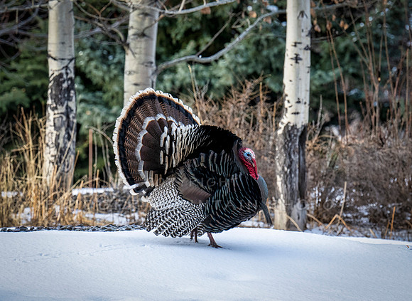 Tom Turkeys (5 of 6)