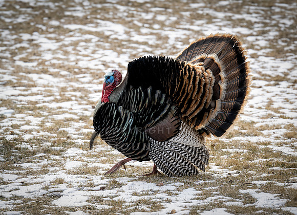 Tom Turkeys (1 of 6)