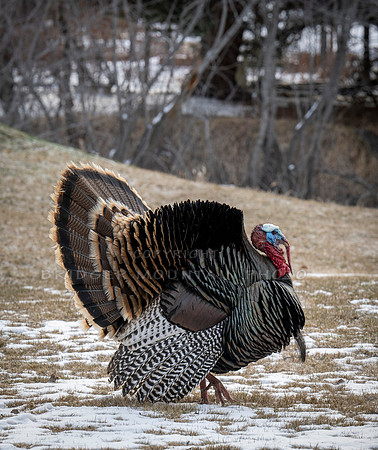 Tom Turkeys (4 of 6)