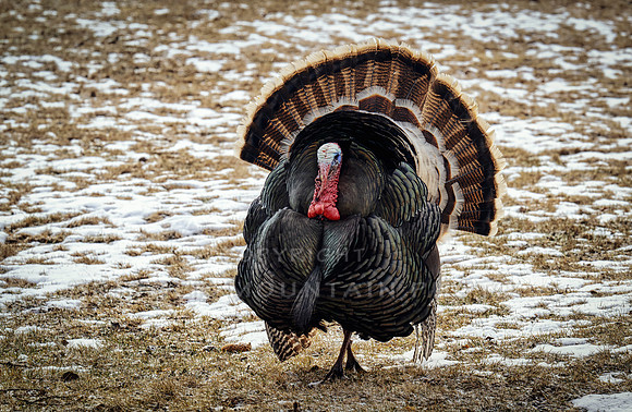 Tom Turkeys (3 of 6)