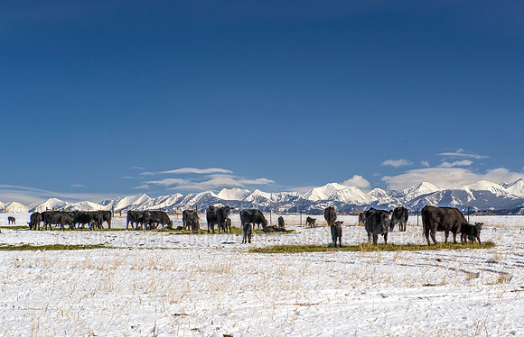 Cows and the Crazy Mountains