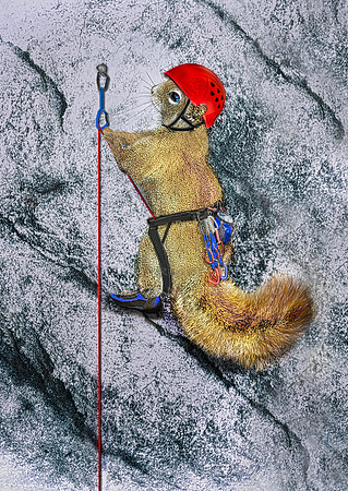 Rock Climbing Squirrel