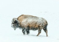 Bison in the Snow