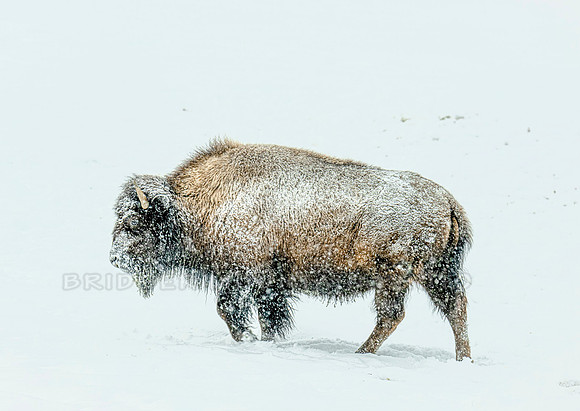 Bison in the Snow