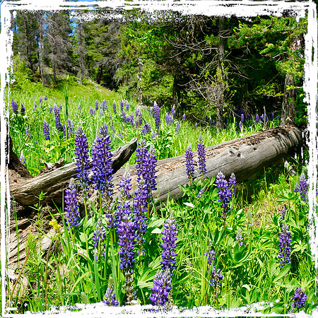 Purple Lupine