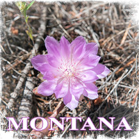 Bitterroot Flower
