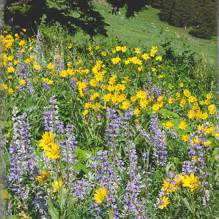 Wildflowers at Bridger Bowl
