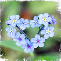 Forget Me Not Heart
