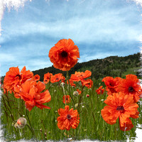 Poppies