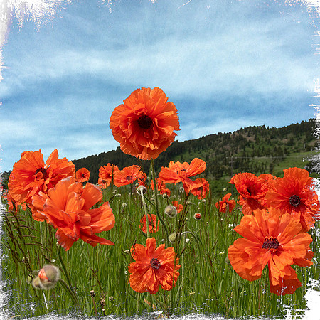 Poppies