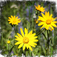 Arnica and Lupine
