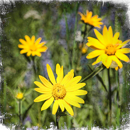 Arnica and Lupine