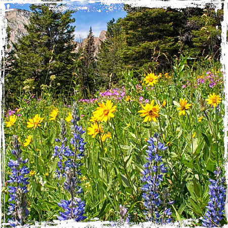 Wildflowers in the Mountains