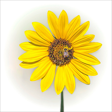 Yellow Flower Face