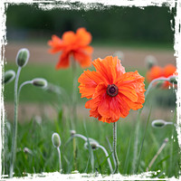 Blooming Poppies