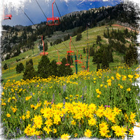 Bridger Bowl wildflowers 1