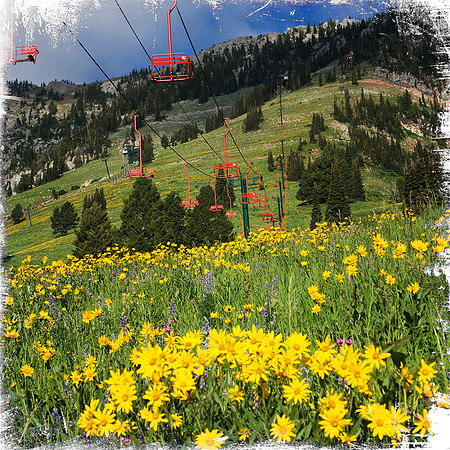 Bridger Bowl wildflowers 1