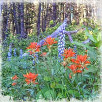 Paintbrush and Lupine