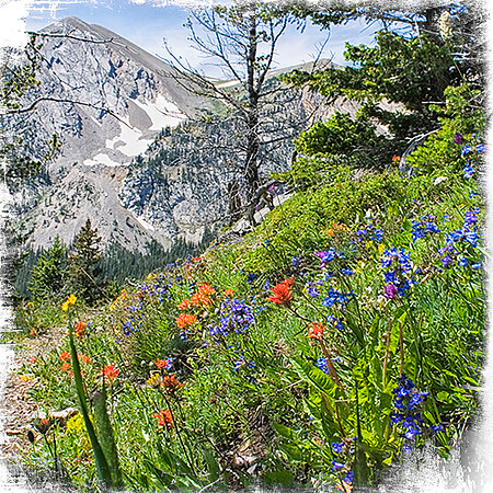 Wildflowers on Shafthouse