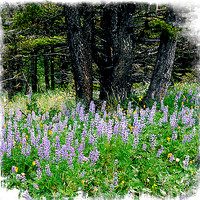 Lupine
