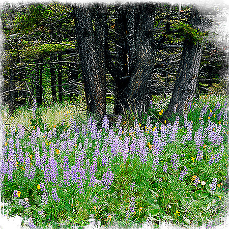Lupine