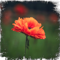 Orange Poppy