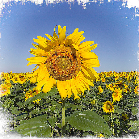 Sunflower field
